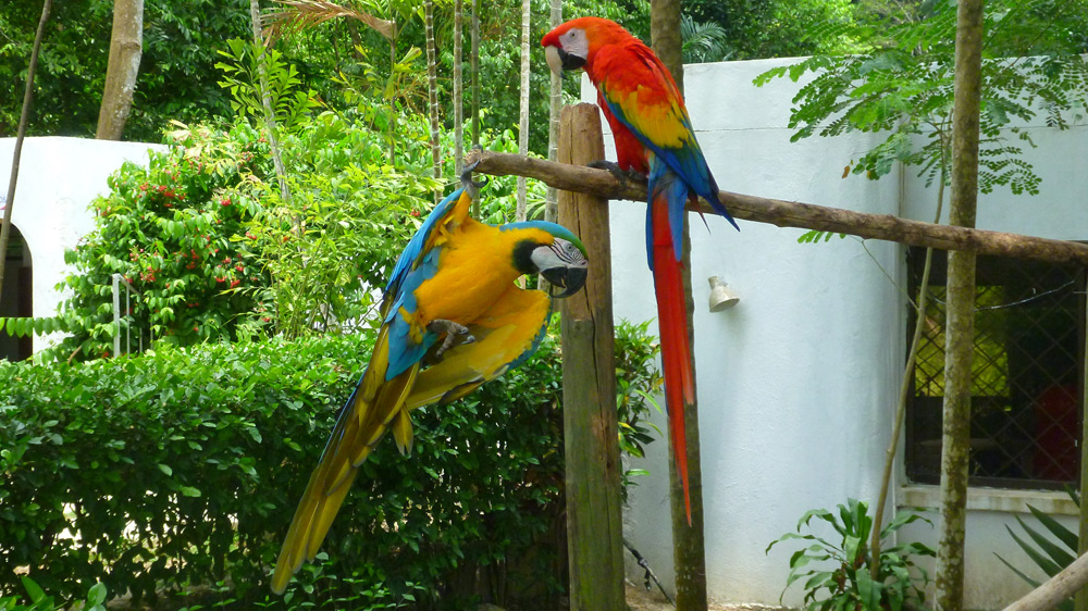 Botanical Gardens - Macaws - Cartagana Colombia