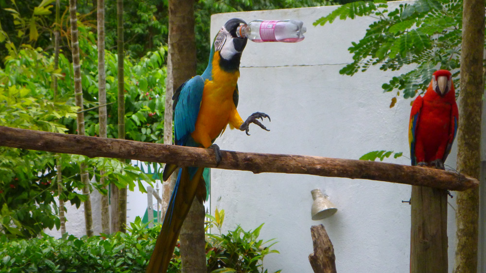 Botanical Gardens - Macaws - Cartagana Colombia
