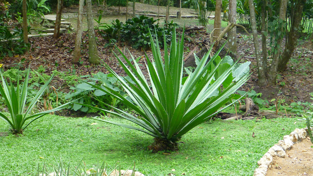 Botanical Gardens - Cartagana Colombia