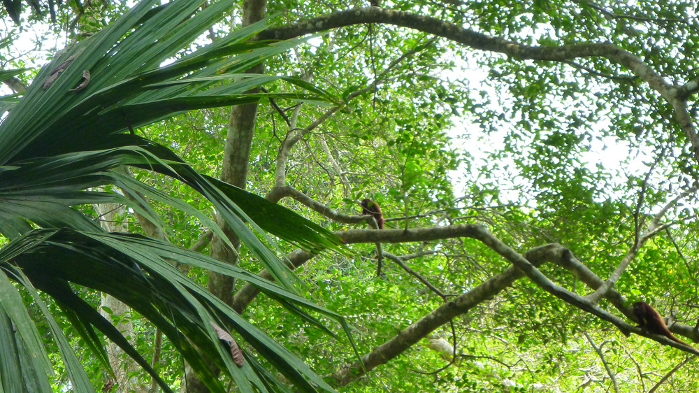 Botanical Gardens - Monkeys - Cartagana Colombia