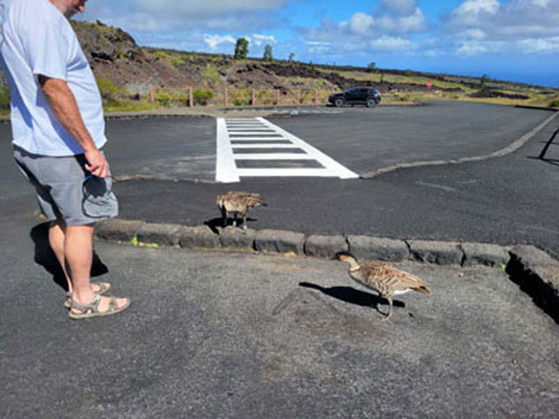 nene bird Hawaiian goose