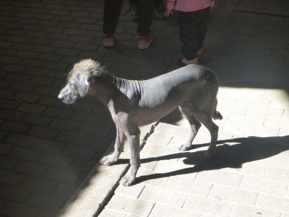 Hairless Dog Aguas Calientes Peru